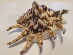 Sea Star Shell, 13 cm