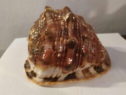 Sea Helmet Shell, 15.5 cm