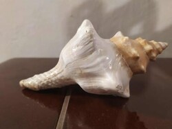 Tengeri csiga 14 cm