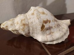 Giant Sea Snail, 21 cm
