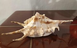 Giant sea spider snail, 21 cm