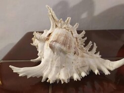 Óriás tengeri ágas csiga, 21 cm