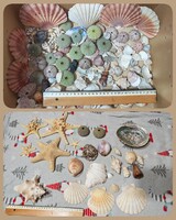Tengeri kagyló,csiga ,csillag gyűjtemény hagyatékból....egyben!