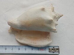 Tengeri harci csiga ház No3 8,5cm