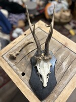 Őz agancs trófea fa talpon