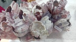 Bernacle kagyló dísz, akvárium dekoráció