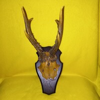 Őz agancs, őzbak agancs, trófea, pajzs fa talapzaton.