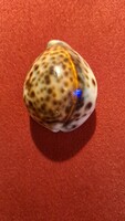 Tigris kauri kagyló (Cypraea tigris) – természetes trópusi tengeri kagyló
