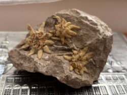 Valódi havasi gyopár szikla darabon