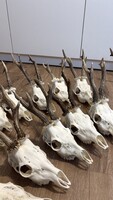 13 darab őzbak agancs koponyán