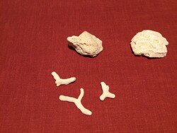 Korall ,gyűjtőknek 3 féle, az Atlanti - óceán, Florida, Key West partjáról