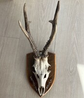 Szarvas agancs 1975 -ből