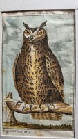 1787 METSZET NAGY FÜLES BAGOLY KÉP Buffon Georges Louis Le Clerc de : Naturgeschichte der Vögel