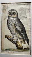 1787 METSZET NAGY SZÜRKE BAGOLY KÉP Buffon Georges Louis Le Clerc de : Naturgeschichte der Vögel