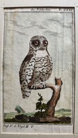 1787 RÉZ METSZET MACSKA BAGOLY KÉP Buffon Georges Louis Le Clerc de : Naturgeschichte der Vögel