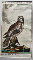 1787 RÉZ METSZET KIS SÓLYOM BAGOLY KÉP Buffon Georges Louis Le Clerc de : Naturgeschichte der Vögel