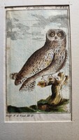 1787 METSZET NAGY BARNA BAGOLY KÉP Buffon Georges Louis Le Clerc de : Naturgeschichte der Vögel