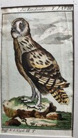 1787 RÉZ METSZET CSERESZNYE BAGOLY KÉP Buffon Georges Louis Le Clerc de : Naturgeschichte der Vögel