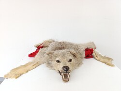 Antik farkas trófea preparátum régi kikészítés vadászat vadász farka hiányzik 700 6115