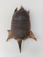 Antik trófea kilencörves tatu preparátum Dél-Amerika vadászat vadász 491 6118