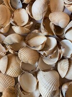 Egy csomó szép állapotú tengeri kagyló. Hátha gyűjti valaki.
