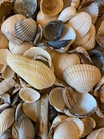 Egy nagy csomó tengeri kagyló,szép állapotban.Hátha gyűjti valaki.