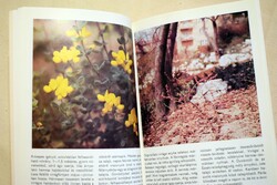 88 színes oldal avirágos díszcserjékről Dr. Schmidt Gábor , Pápai Gábor Mezőgazdasági Kiadó Bp. 1985