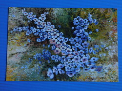 Új kihajtható virágos üdvözlő képeslap; Czibolya Erzsébet: Virágözön