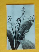 Üdvözlő virágos képeslap 1967. Képzőművészeti Alap Kiadóvállalata - gyöngyvirágok