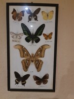 Nagy méretű lepke gyüjtemény benne ritka atlasz lepkével Malájziából.