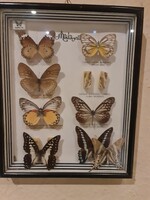 Nagy méretű lepke gyüjtemény Malájziából.