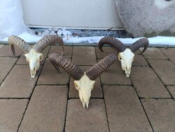 Muflon kos szarv trófea vadászati preparátum