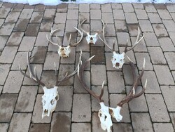 Gím szarvas agancs trófea vadászati