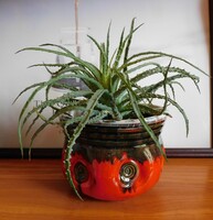 Fórizsné Sárai Erzsébet kaspó