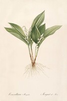 Antik régi nyomat reprodukció Redouté gyöngyvirág tavasz növény virág botanikai illusztráció 40x60cm