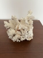 Gyönyörű hatalmas korall