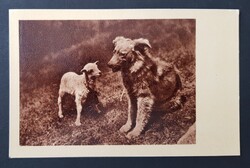 Kutya vigyáz a pici bébi bárányra képeslap