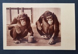 Majom család képeslap