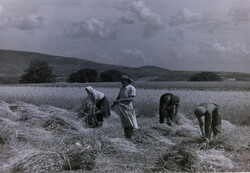 Régi fotónegatívok - Falusi pillanatképek, falusi élet, mezőgazdaság, aratás, 1950-es évek