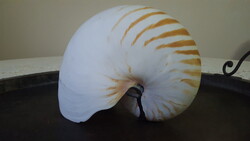 Természetes Kamrás nautilusz (Nautilus pompilius) kagyló