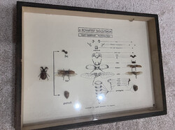 Rovar preparátum