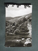 Képeslap,Mátra táj,erdő,tehén,szarvasmarha látkép,részlet, 1965-