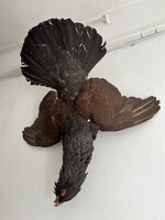 Gyönyörű siketfajd kakas preparátum