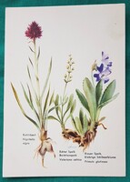 Virágos üdvözlőlap, " Alpesi virágok, macskagyökér, kosbor ",  postatiszta képeslap