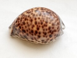 Sea Porcelain Cone - Kauri - Tiger Cone Shell 8.5cm Cypraea tigris tiger shell