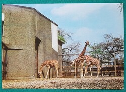 Zsiráfok az állatkertben, postatiszta üdvözlő képeslap