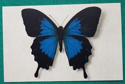 Papilio Telegonus (Java), pillangó,  állatos postatiszta francia képeslap