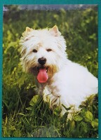 Kutyusos, állatos postatiszta reklám, üdvözlő képeslap a FOTEX munkatársaitól