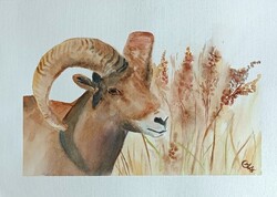 Muflon akvarell 30x40 cm