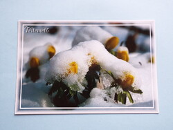 Képeslap (24) - Téltemető (Eranthis hyemalis) - (Foto: Molnár László)